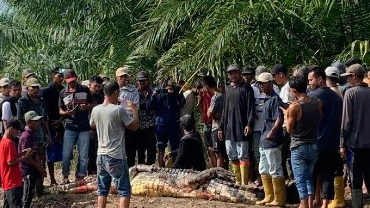 Dalam Sepekan Dua Pemancing di Riau Diterkam Buaya, Kepala Yasmin Putus Dimakan Sang Predator