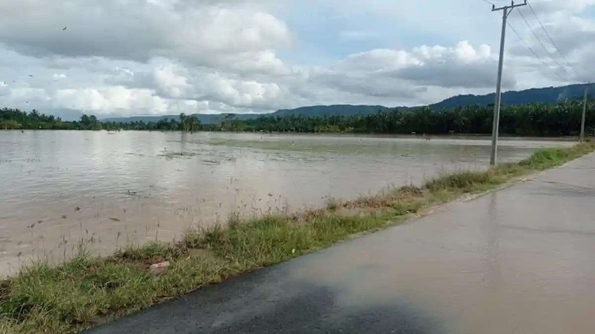50 Hektar Sawah Siap Panen Terendam Banjir di Semaka Lampung