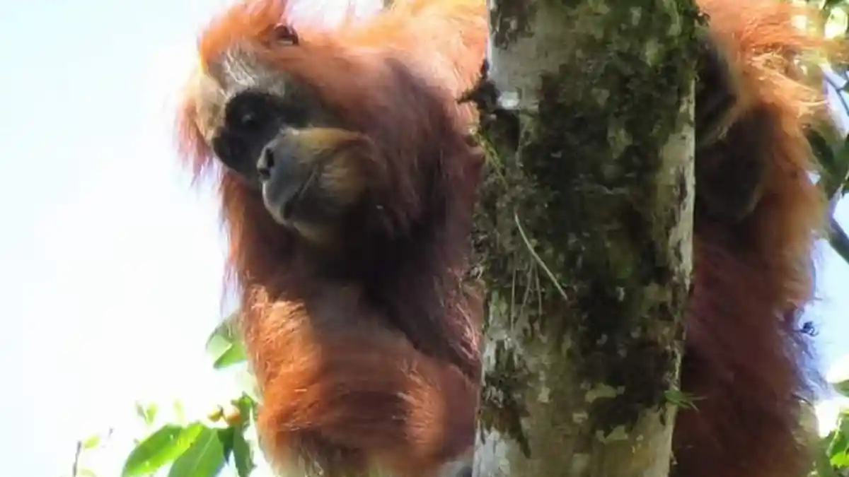 Wisata Aceh Tenggara, Ada Orangutan di Kaki Gunung Leuser Ketambe 