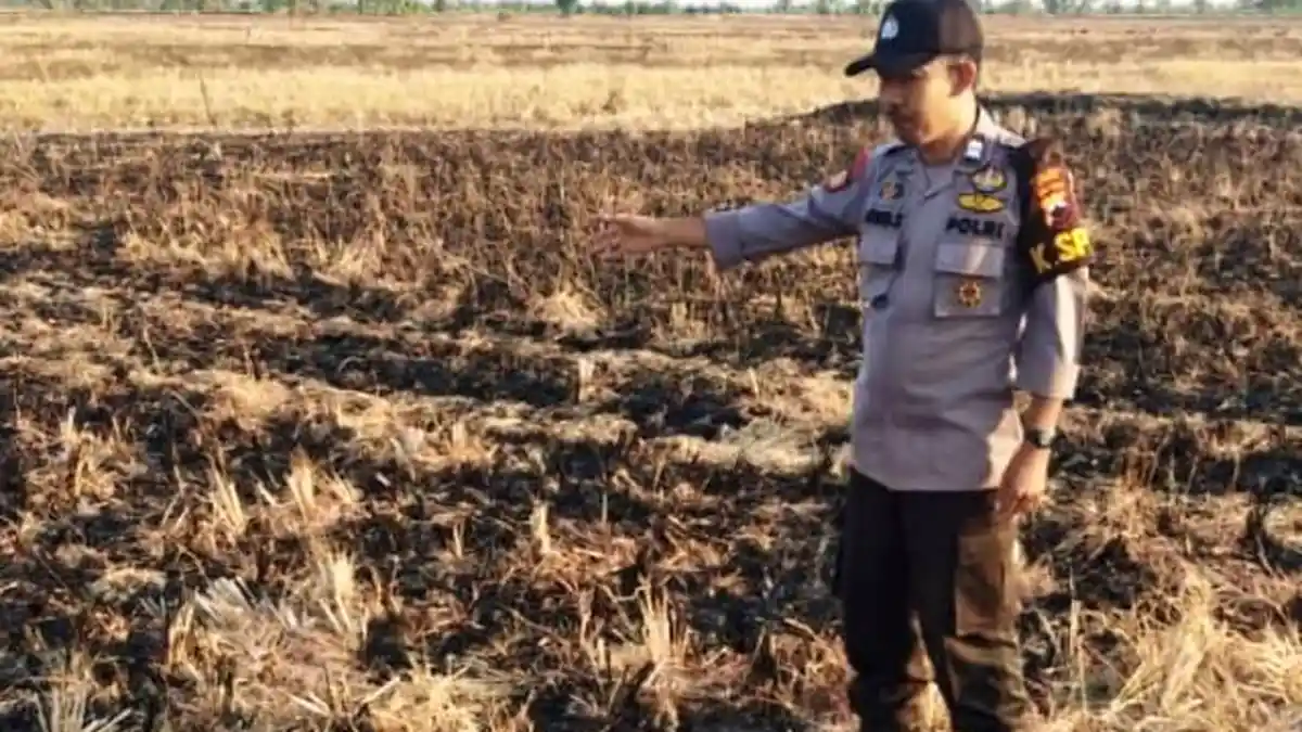 Kebakaran Area Persawahan Desa Jali Kecamatan Bonang Demak, Diduga karena Ada yang Bakar Jerami