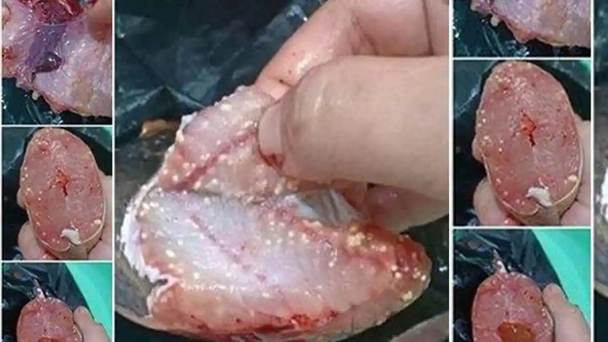 Viral Daging Ikan Lele Berbintik Putih Diduga Berisi Cacing, Ini Dampaknya Bagi Tubuh Menurut Pakar