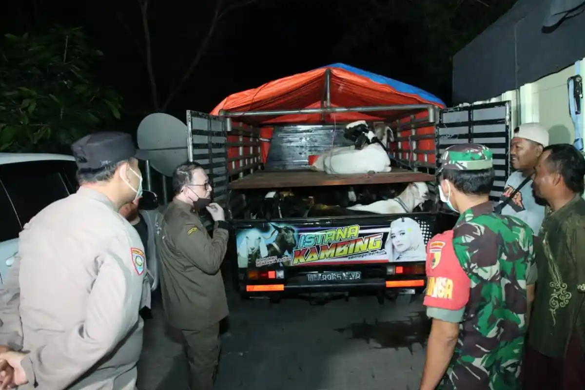 Pengiriman Sapi ke Madura Ditutup, Truk Muatan 4 Sapi dan Pick up Bawa 2 Kambing Lewat Jalan Tikus