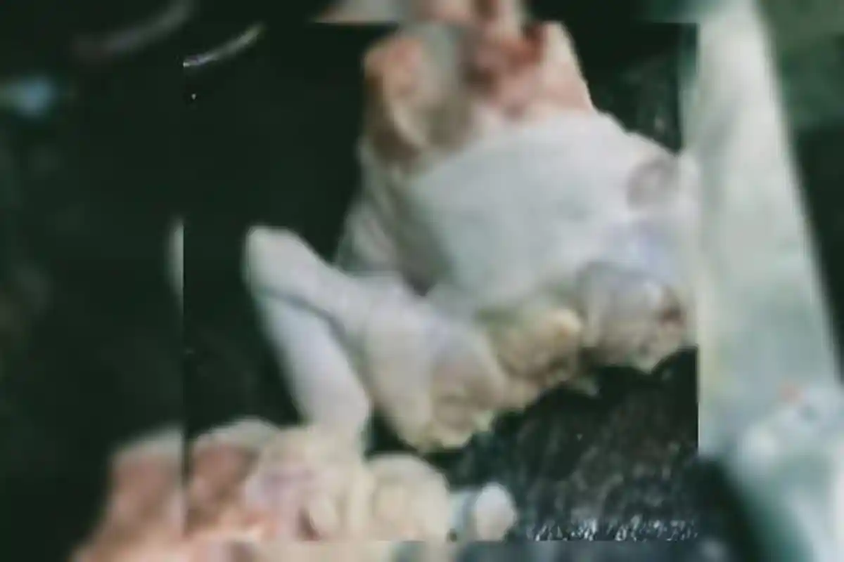 Viral Sejumlah Warga di Pekalongan Dapat Bantuan Ayam Busuk, Ini Faktanya