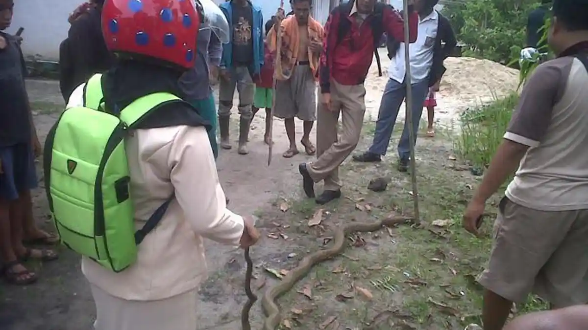 Siswa SMA Tewas Dipagut King Kobra Kesayangannya