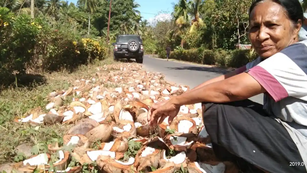 Harga Tak Menentu, Petani Kelapa Sikka Enggan Olah Kopra