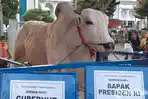 sapi-kurban-presiden-jokowi.jpg