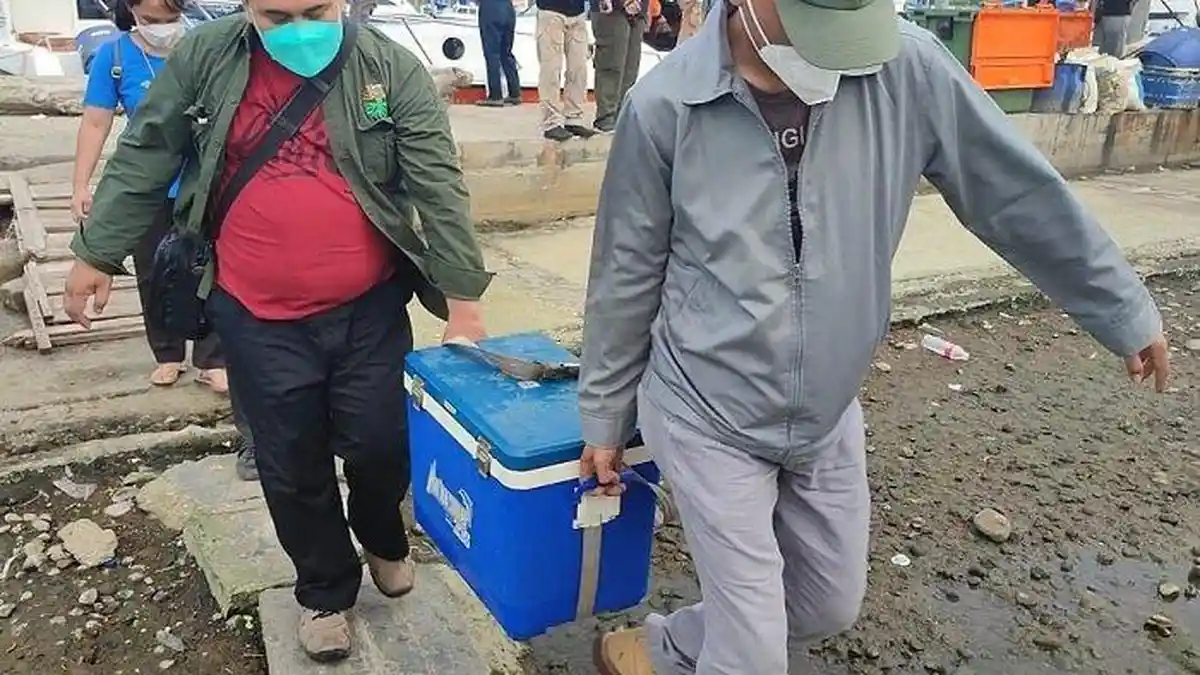 Disebut Tercemar Paracetamol, Dinas Lingkungan Hidup Ambil Sampel Air di Muara Angke dan Ancol 