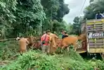 138 Sapi Kembali Disalurkan ke Peternak Paser Tahun Ini