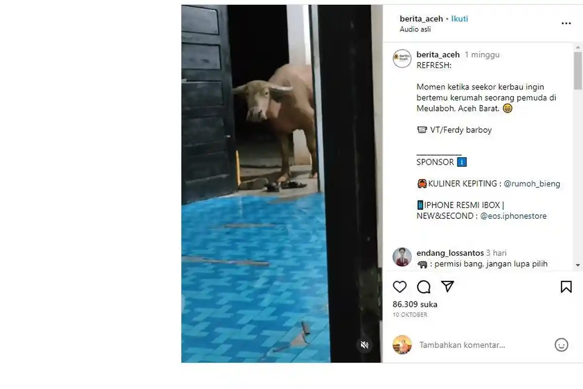 Berita Viral Sebuah Momen Lucu Seekor Kerbau Mengintip Seorang Pemuda Dari Pintu Di Meulaboh Aceh