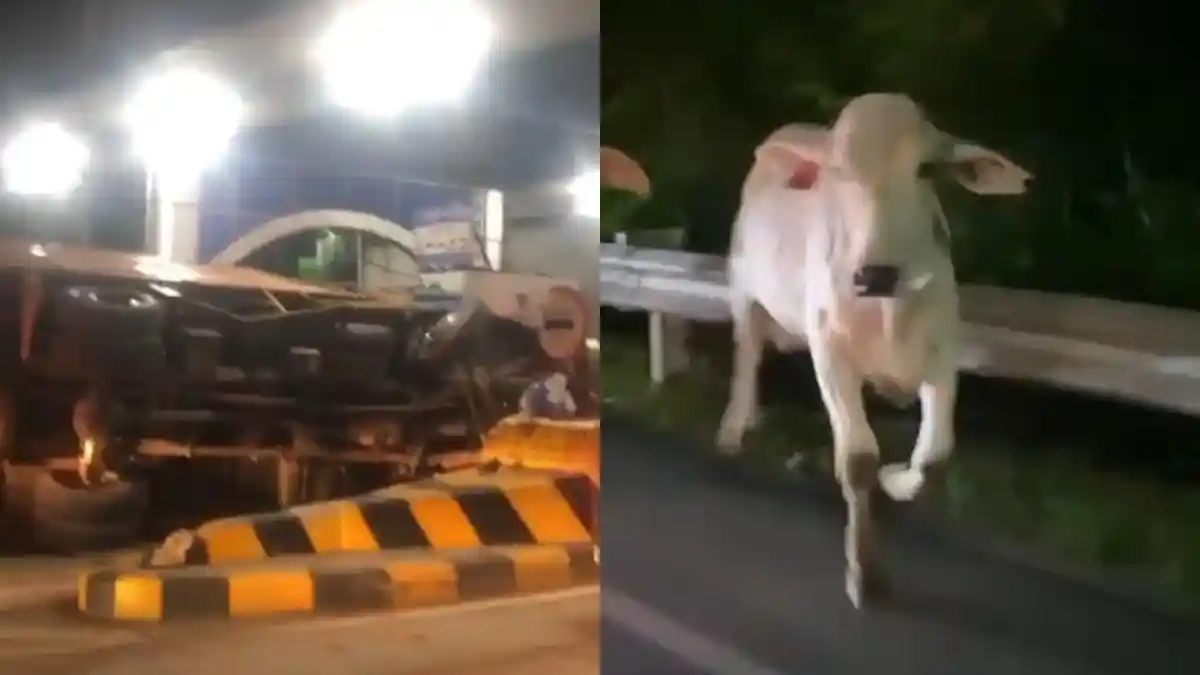 Waduh, Truk Pengangkut Ternak Terguling, Sapi Berkeliaran di Jalan Tol