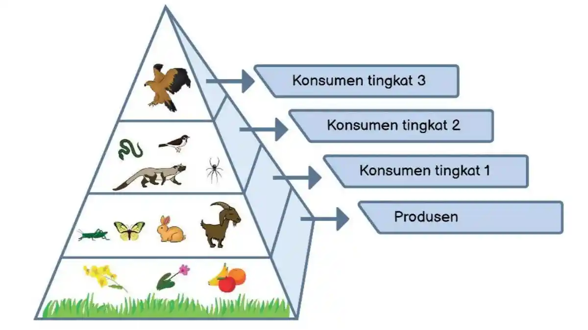 Materi IPAS Kelas 5 SD Kurikulum Merdeka: Piramida Makanan