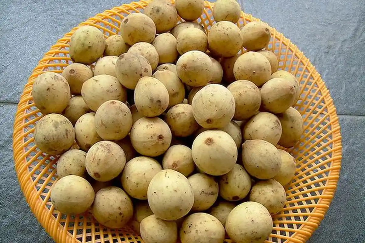 Manfaat Buah Duku: Menjaga Kesehatan Jantung, Sistem Saraf, hingga Mencegah Kanker