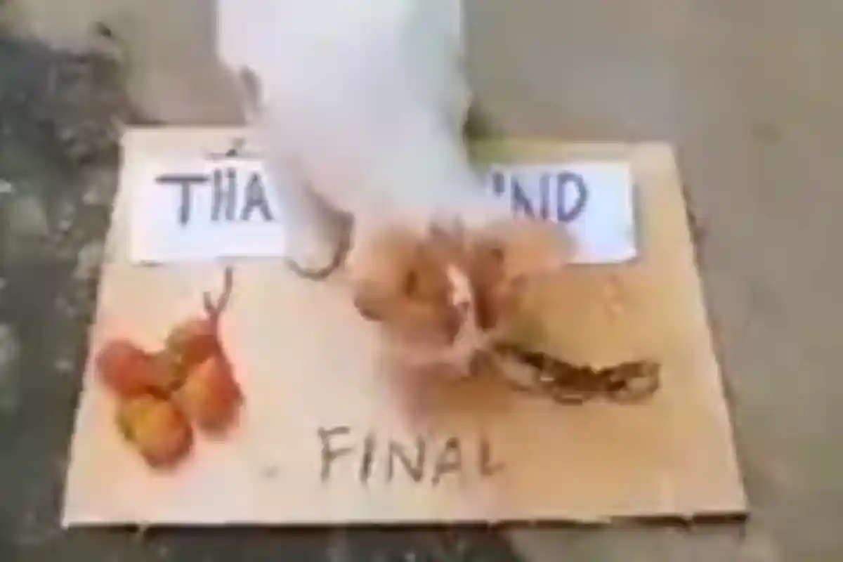 Nasib Jenderal Bintang Satu Tembaki Kucing di Sesko TNI, Dicopot dari Jabatan dan Jadi Staf Panglima