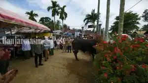 Bupati-HST-Samsul-Rizal-saat-menyalurkan-bantuan-sapi-dari-Prabowo22.jpg