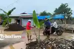 15 Tahun Jalan Tak Diperbaiki, Warga Kampung Wuring Sikka Tanam Pohon Pisang di Tengah Jalan