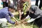 Usai Dilantik, KPPS Se-Kelurahan Pangali-ali Majene Tanam Pohon Serentak
