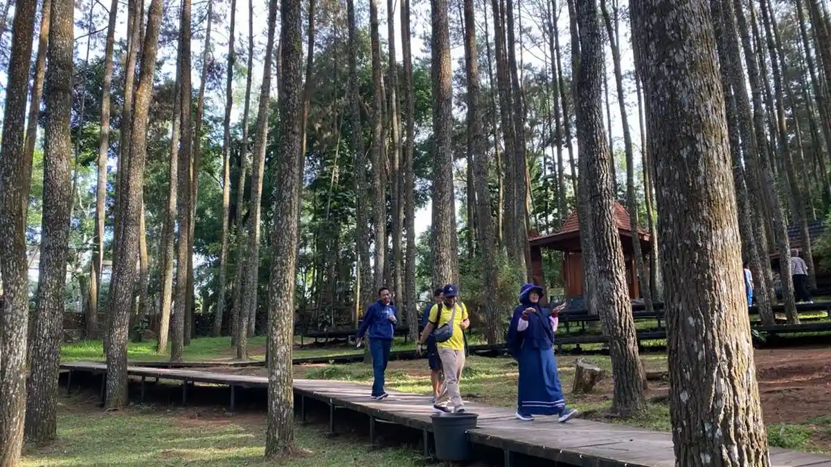 Hutan Pinus Mangunan, Surga Wisata Fotografi Tersembunyi di Jogja