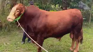 20260525-SAPI-PRESIDEN.jpg