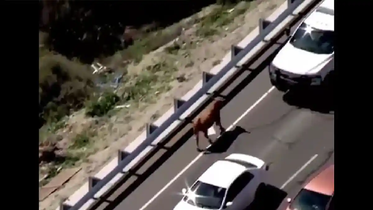 Buat Polisi Kewalahan, Viral Seekor Sapi Timbulkan Kemacetan setelah Melarikan Diri ke Jalan Tol