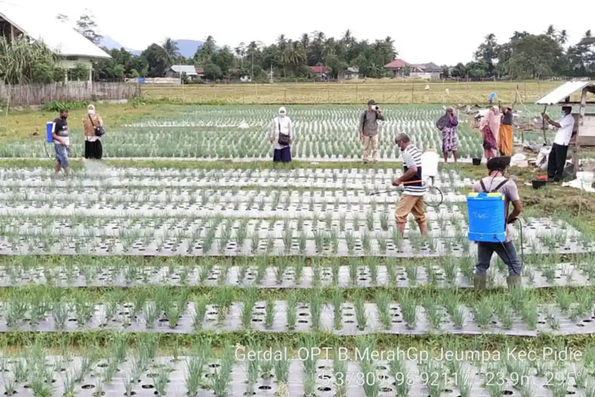 Tanaman Bawang Merah di 9 Kecamatan di Pidie Diserang Hama, Ini Lokasi dan Jenis Penyakitnya