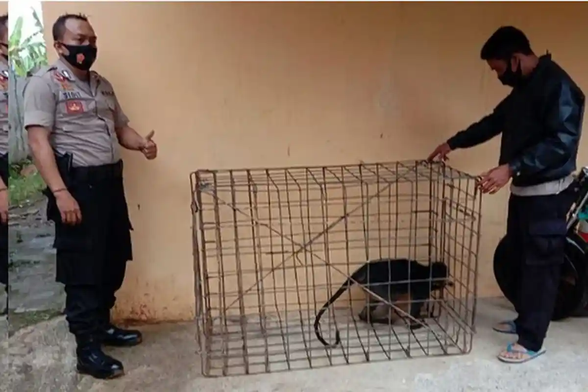 Aneh, Kera Lutung Bisa Jatuh dari Pohon, Padahal Khan Jago Manjat, Diduga Ini Penyebabnya