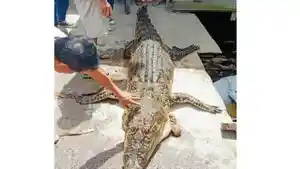 Buaya-Muara-Sepanjang-4-Meter-Terperangkat-di-Jaring-Nelayan-di-Sungai-Simpang-Tiga-OKI.jpg