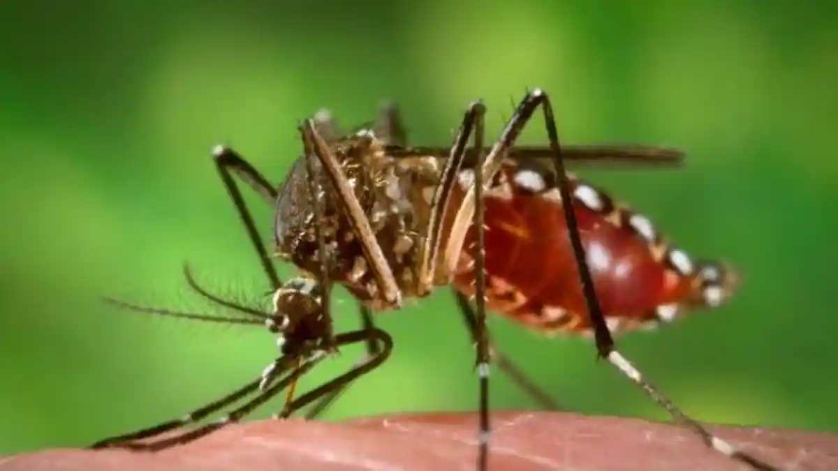 5 Cara dari Dokter Ahli Ini Bisa Basmi Jentik Nyamuk Aedes Aegypti Penyebab DBD