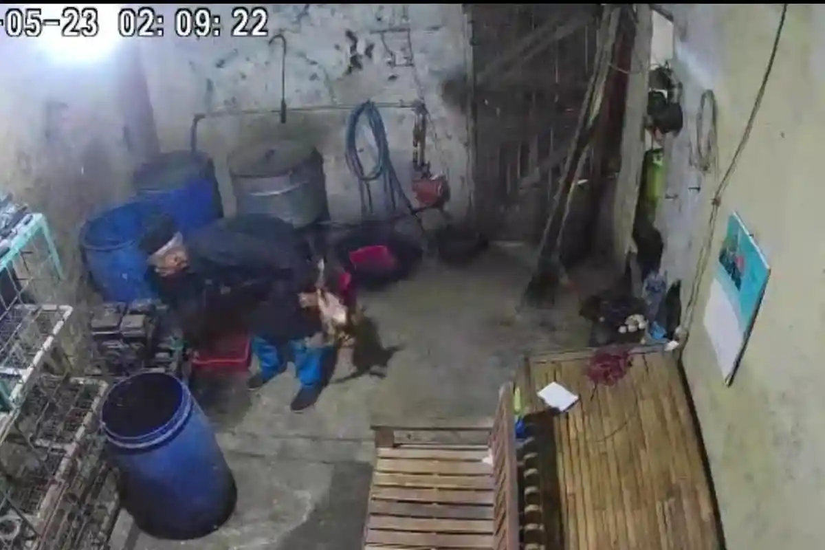 Cerita Endang Warga Kudus yang Sering Kehilangan Ayamnya, Kaget Usai Pasang CCTV