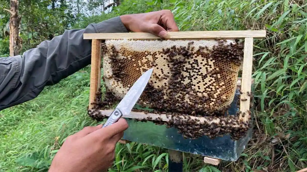 Cara Budidaya Lebah? Begini Proses Lebah Agar Dapat Menghasilkan Madu!