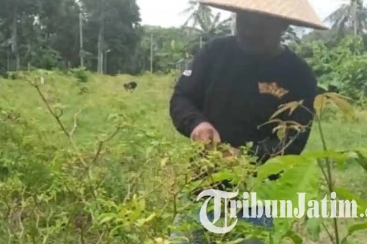 Didik Gatot Subroto Membuat Formulasi Kebijakan sebagai Solusi Menekan Harga Cabai di Malang