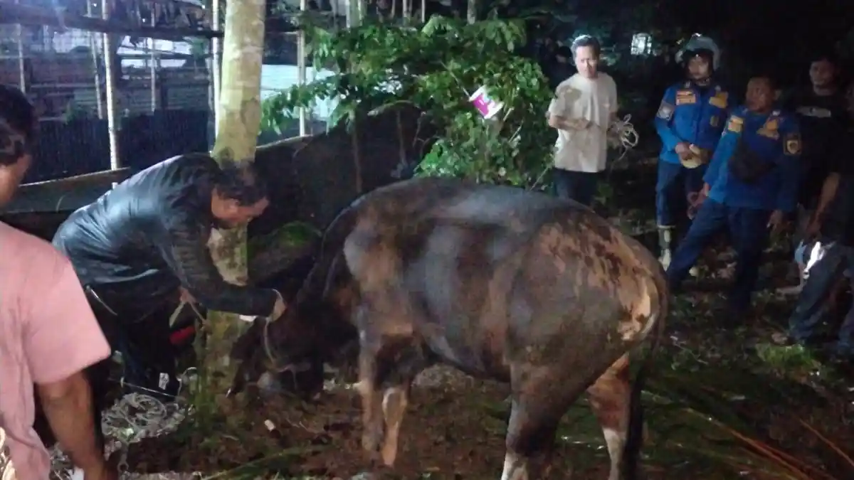 Hendak Diturunkan dari Mobil, Sapi Kurban Ngamuk Terjebak dalam Gorong-gorong di Bomang Bogor