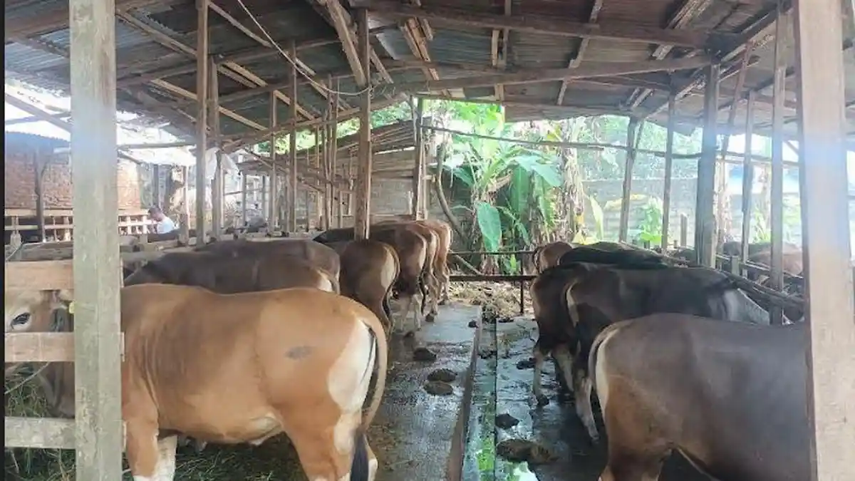 Permintaan Hewan kurban di Kota Jambi Menurun, Peternak Tetap Optimis