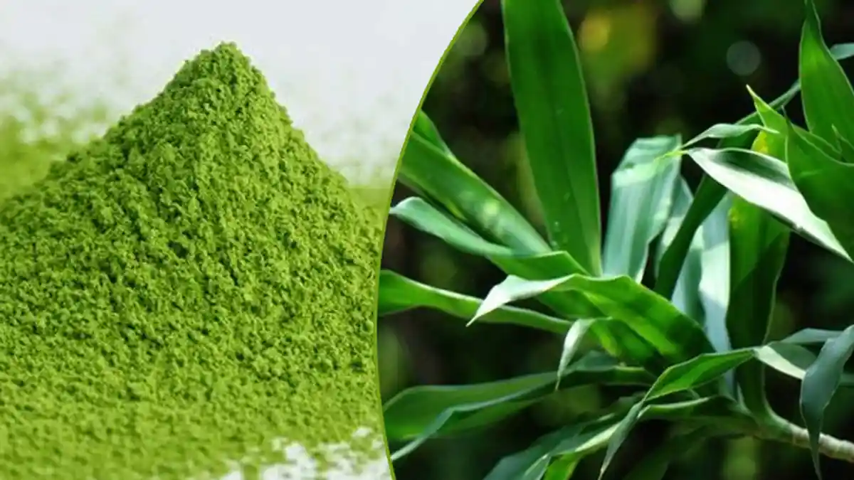 Pewarna Alami dari Daun Suji Buatan IPB Ini Tahan Lama