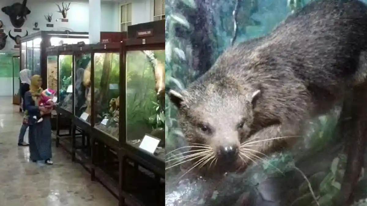 Museum Zoologi di Bogor, Cara Instan Ajak Buah Hati Belajar Aneka Satwa