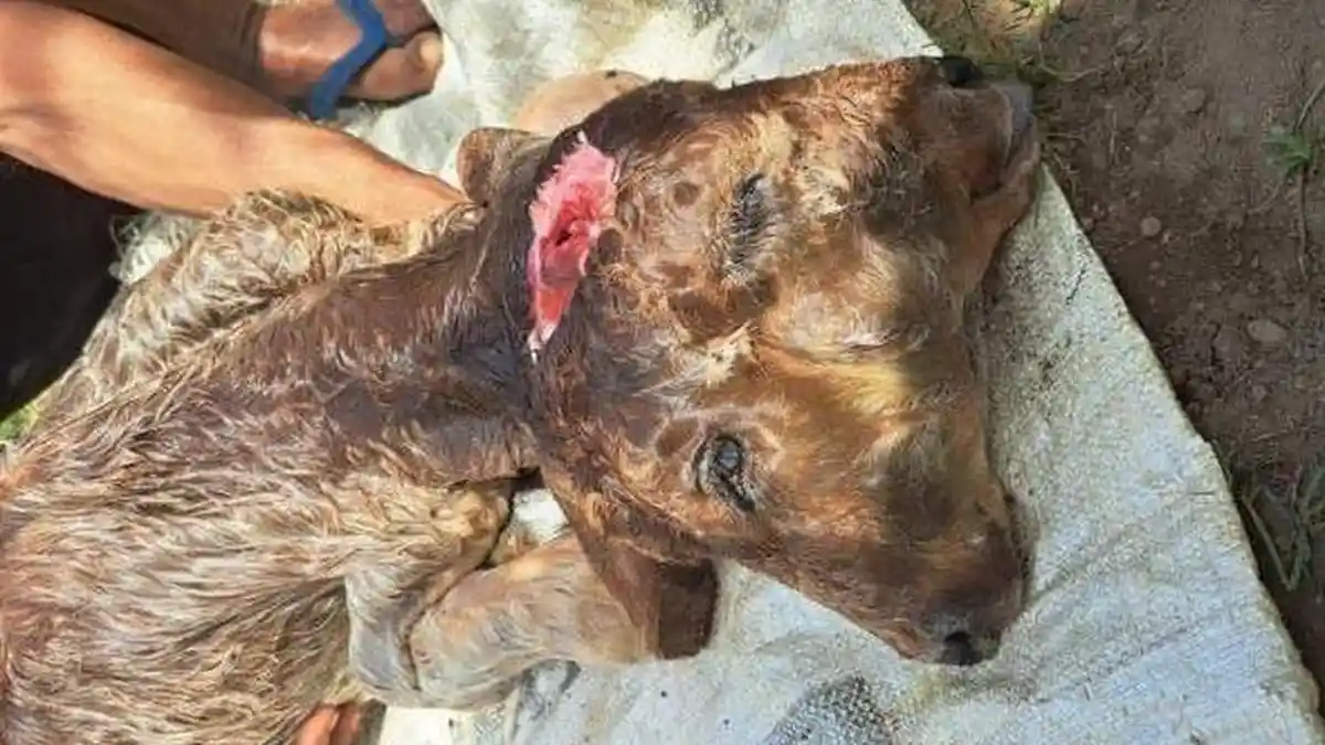 AJAIB! Anak Sapi Berkepala Dua Lahir di Bondowoso, Kondisi Hidup, Warga Berbondong-Bondong Datang