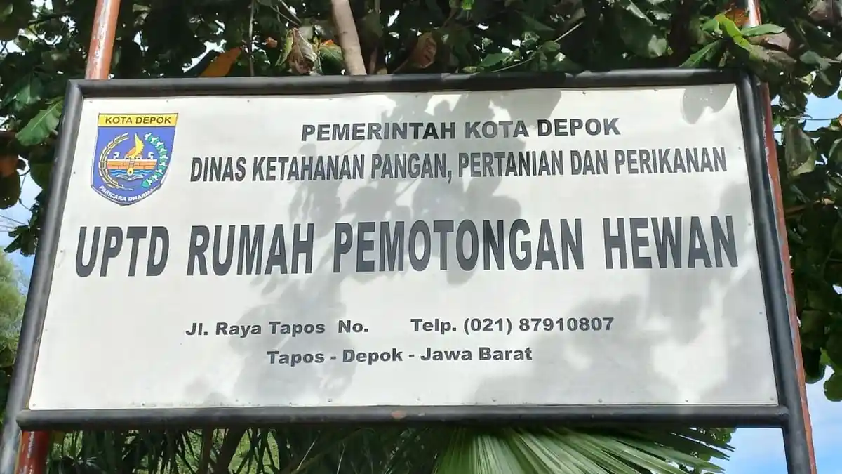 35 Hari Menjelang Bulan Ramadhan, Permintaan Pemotongan Sapi di RPH Tapos Masih Rendah