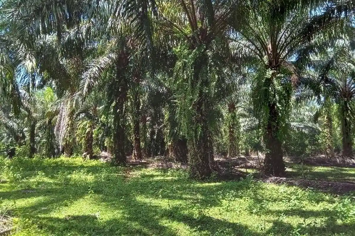 Pasokan Menipis, Harga TBS di Kaur Kembali Naik Rp 30 per Kilogram