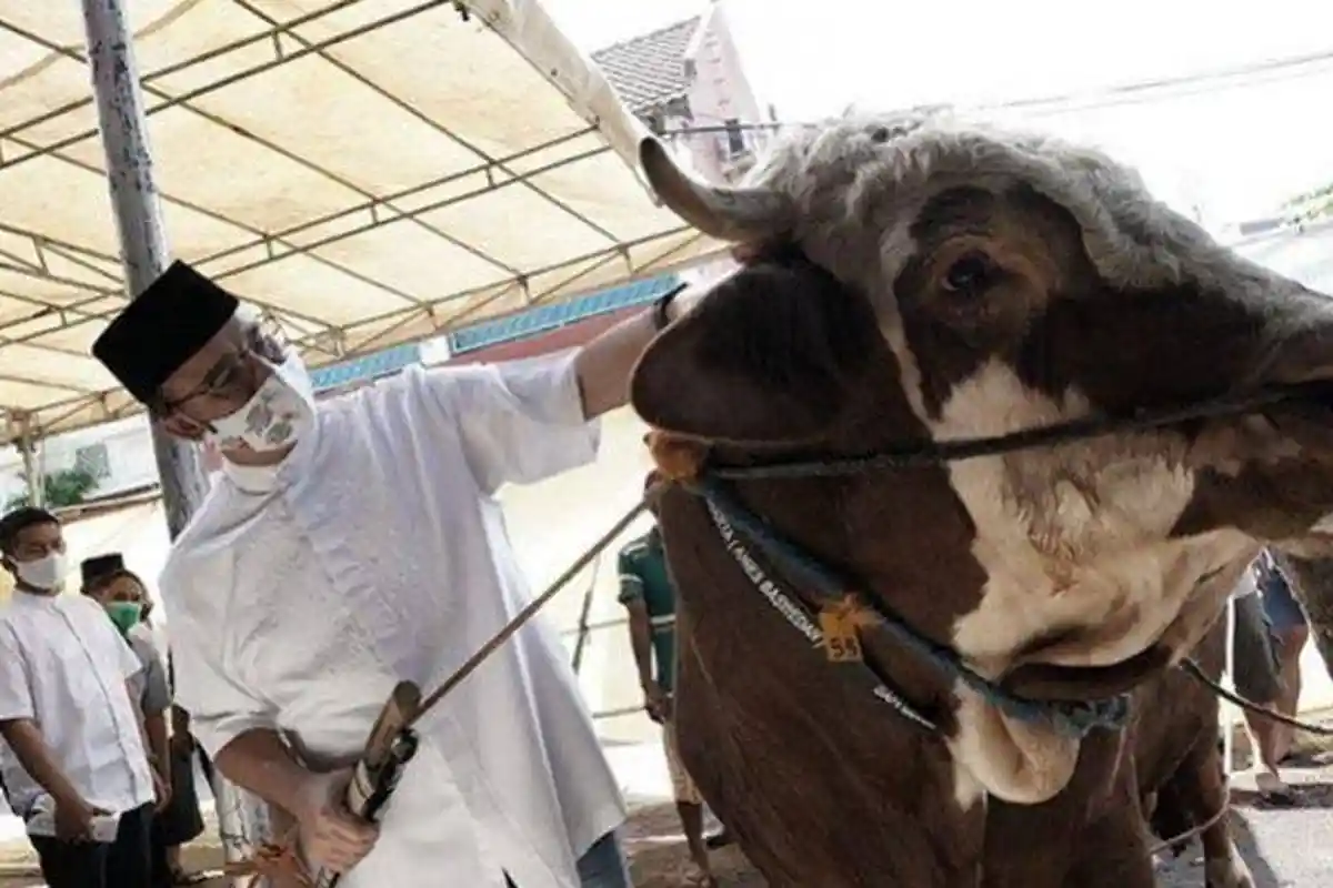 Hukum Menyaksikan Penyembelihan Hewan Kurban Saat Idul Adha, Berharap Memohon Ampunan