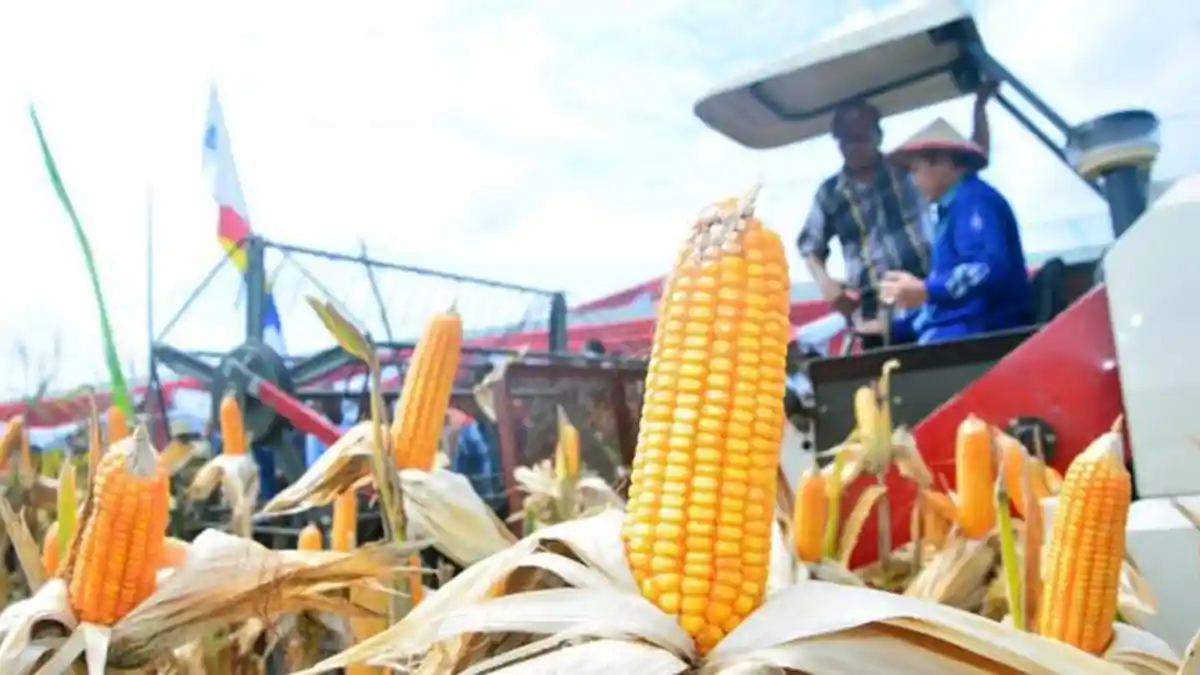 Ternyata Limbah Jagung Bisa Dijadikan Papan Partikel Loh