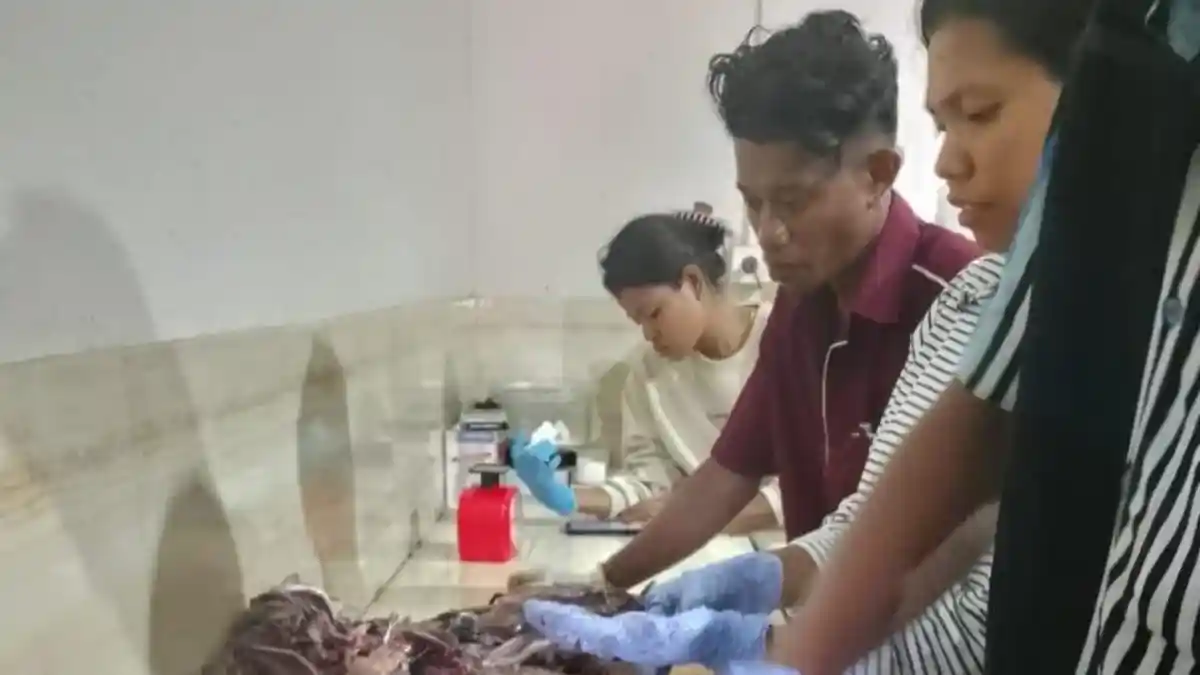 Mahasiswa IKTL Flores Timur Olah Limbah Ikan Jadi Pakan Ternak