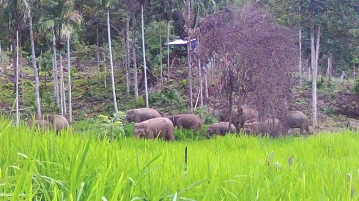 Gajah Liar Ngamuk, Tiga Rumah di Gampong Tuwi Meuleusong Diserang