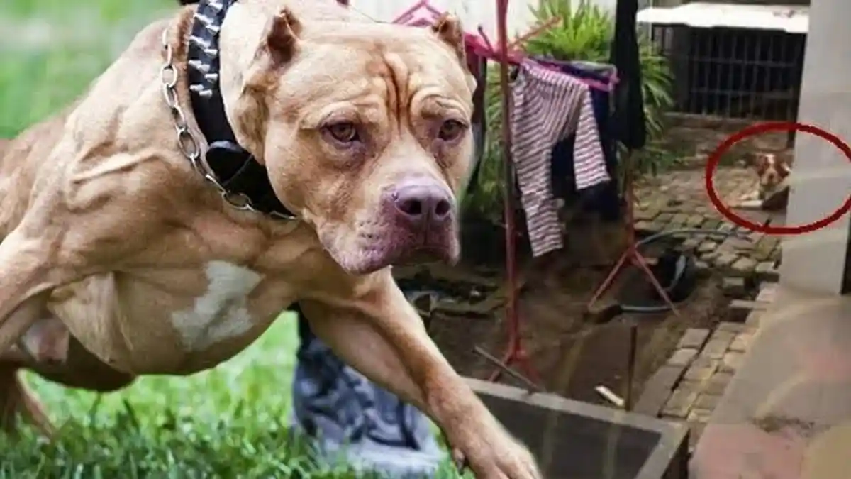 Bocah Tewas Setelah Digigit Anjing, Lumpuh dan Hilang Ingatan Sebelum Meninggal
