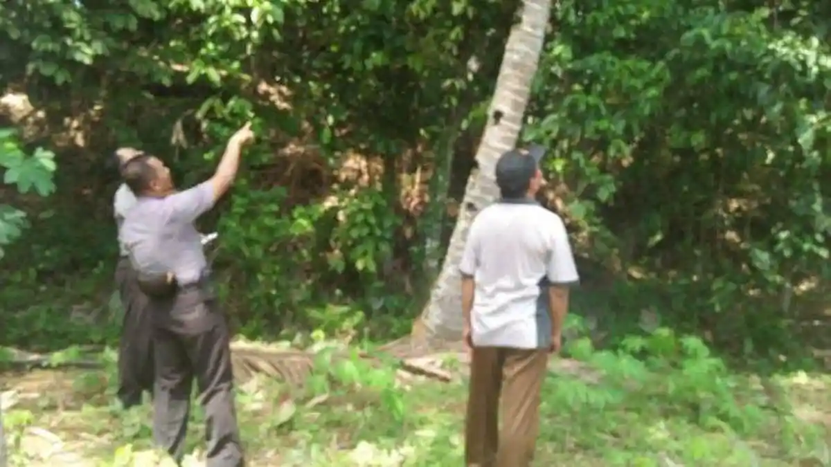 Penderes Nira Tewas Jatuh Dari Pohon Kelapa 10 Meter di Purbalingga