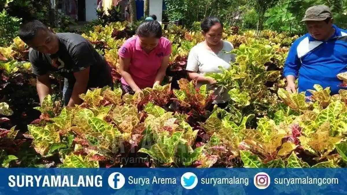 Sedang Jadi Primadona, Tanaman Hias Ini Diberi Nama Puring Ayu Ting Ting, Berapa Harganya?