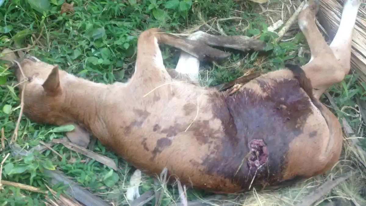 Sapi Jantan Mati Misterius, Wayan Baru Ungkap Kesaksian Warga Sosok 'Manusia Berkepala Anjing'
