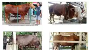 20250521_sapi-kurban-prabowo.jpg