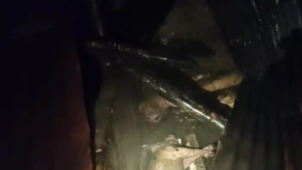 Kandang di Gamping Sleman Kebakaran, 5 Ekor Babi Mati Terpanggang - Tribunjogja.com