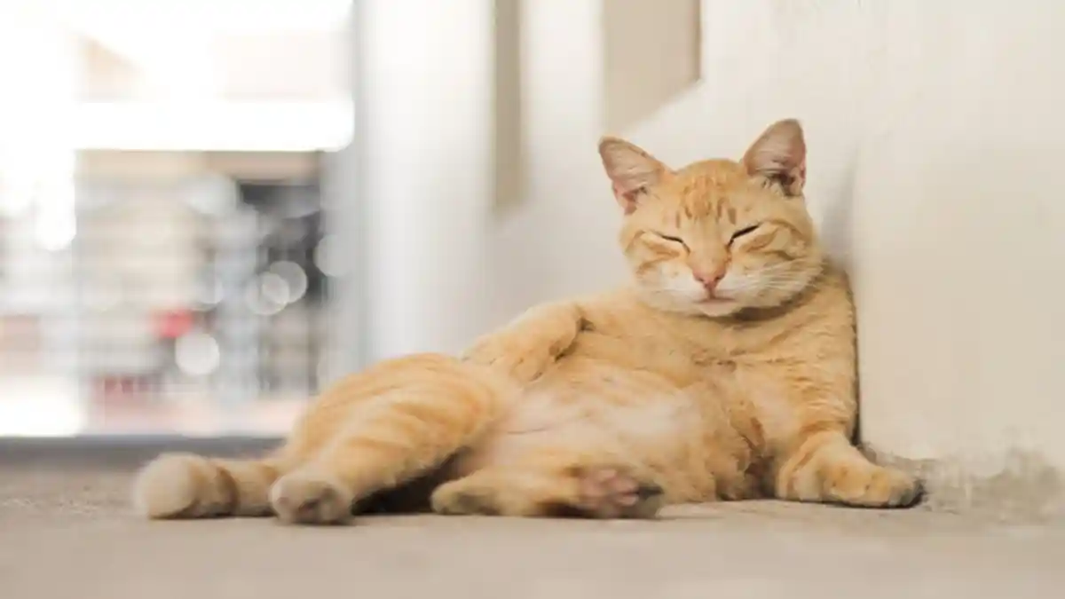 4 Alasan Mengapa Kucing Liar Kerap Mampir ke Rumah