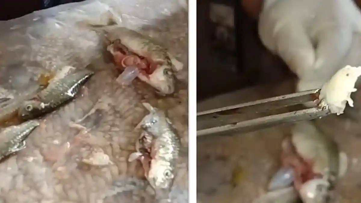 Viral Penemuan Binatang Aneh dalam Perut Ikan di Sungai Batang Gadis Mandailing Natal
