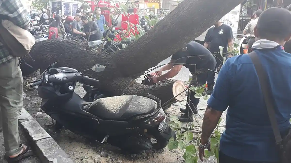 3 Motor Tertimpa Pohon Besar di Jalan Hasanudin Denpasar, Motor Baru Beli 2 Bulan Lalu